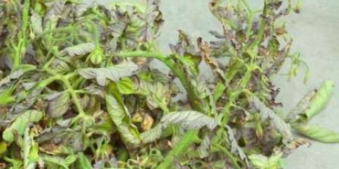 Šta učiniti pri uvijanju sadnica: savjet stručnjaka